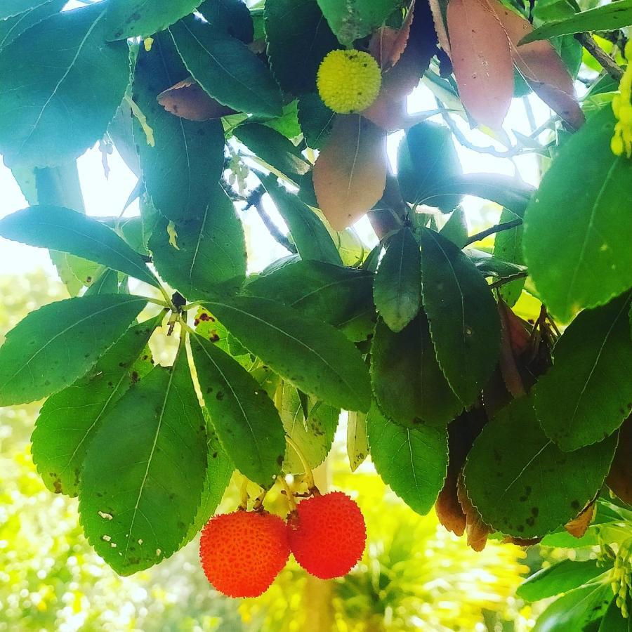 Ostello Ninin De Ma' 弗拉穆拉 外观 照片